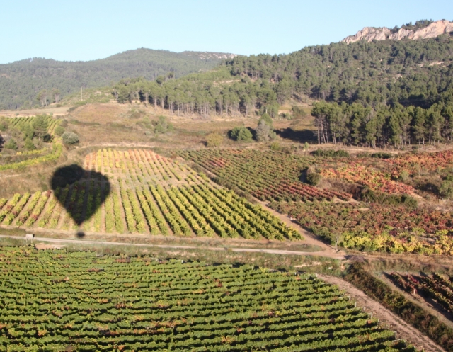 Sombra en los vinedos
